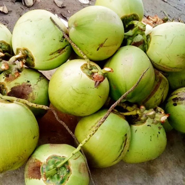 Kelapa Muda Murni Dugan
